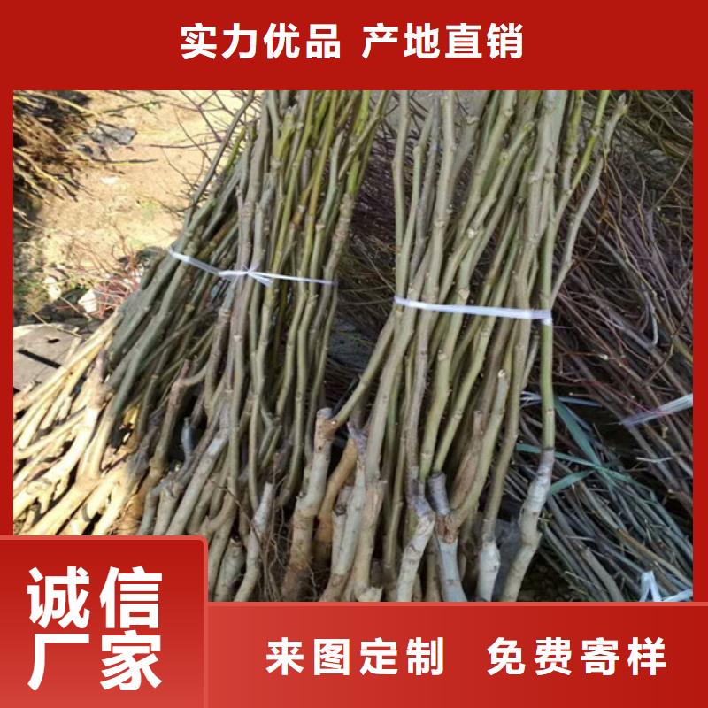 核桃苗_苹果苗基地厂诚信经营