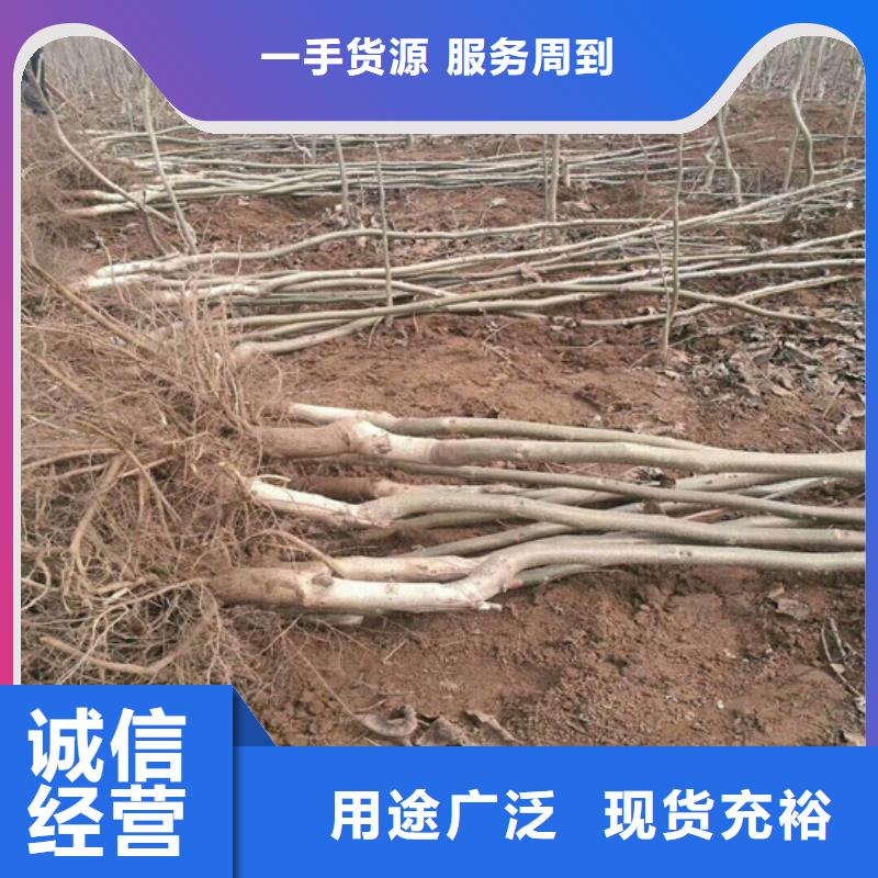 核桃苗冬桃树苗品质做服务