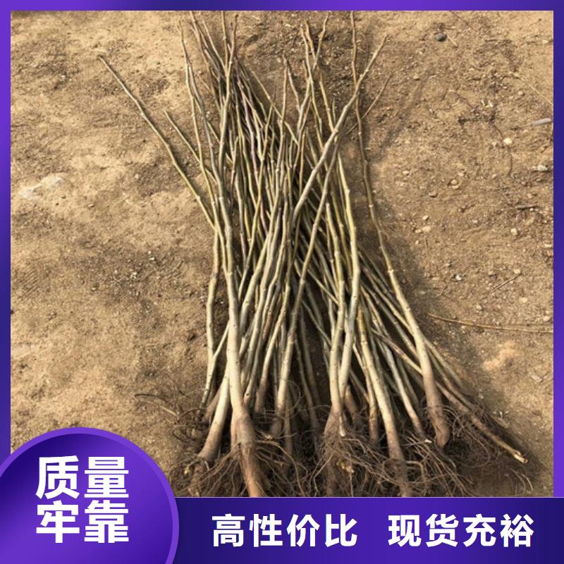 宁波该地核桃苗-樱桃苗专注细节使用放心