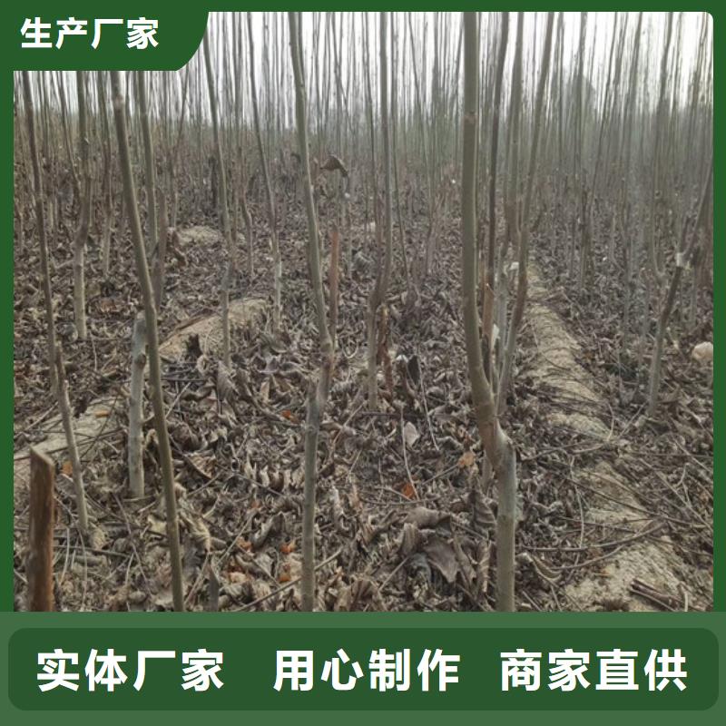 核桃苗_樱桃苗现货满足大量采购