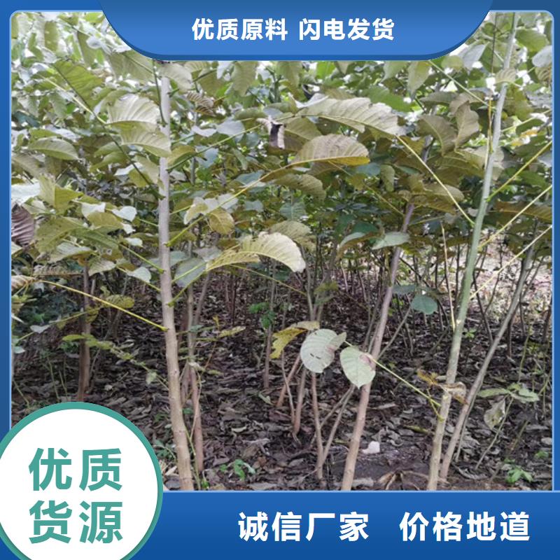 【 核桃苗,果树苗满足客户所需】-广祥农业科技(沧州市分公司)