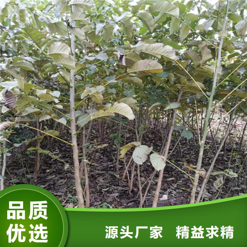 【核桃苗】-黑珍珠草莓苗来图加工定制