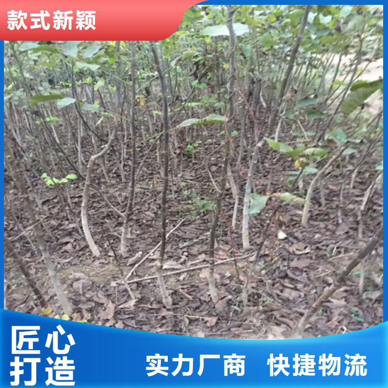 丰香核桃树苗种植条件