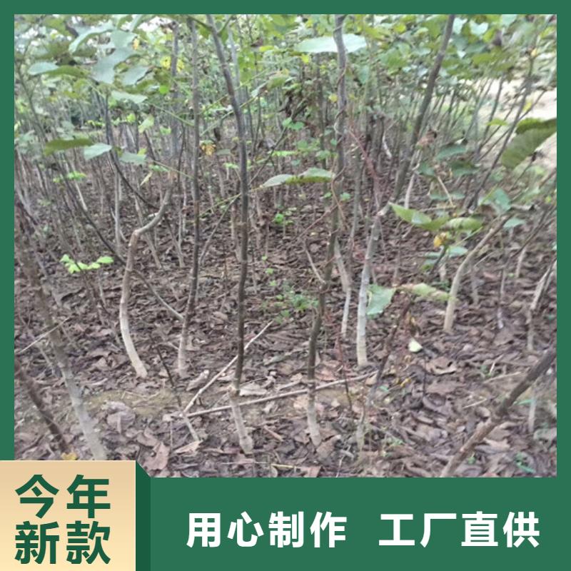 核桃苗无籽葡萄树苗多家仓库发货