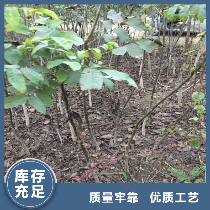 核桃树苗适应土地