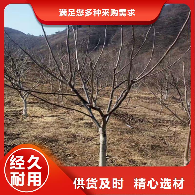核桃苗大棚草莓苗款式新颖
