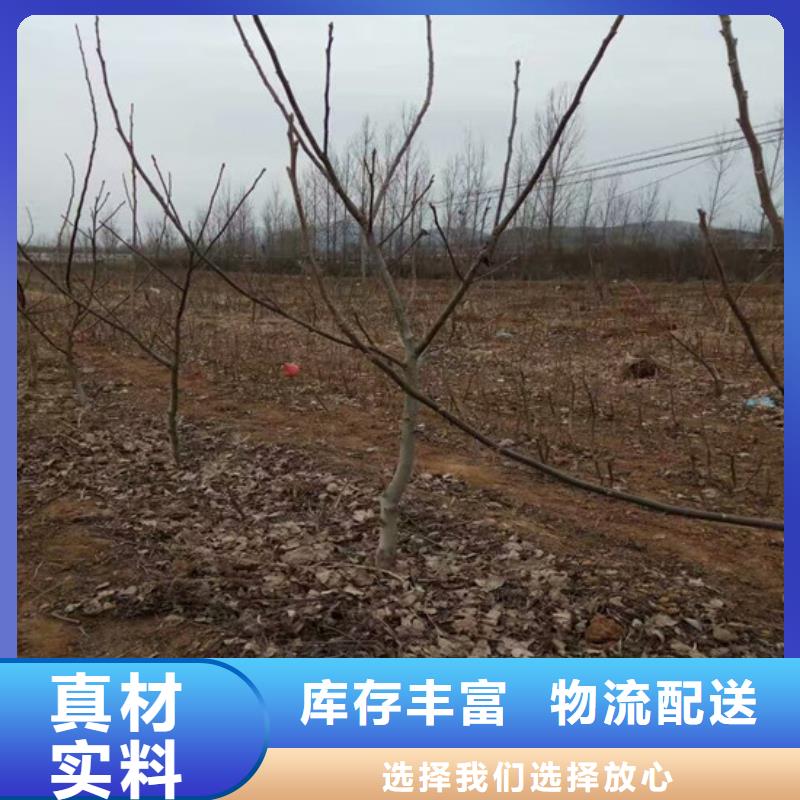 核桃苗果树苗厂家直销省心省钱
