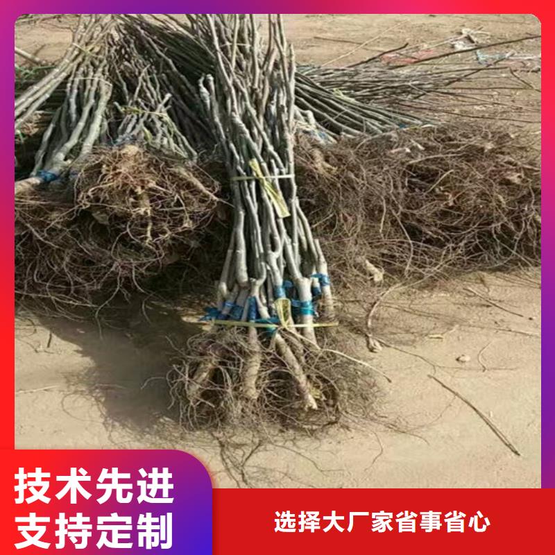 【核桃苗-果树苗诚信经营质量保证】