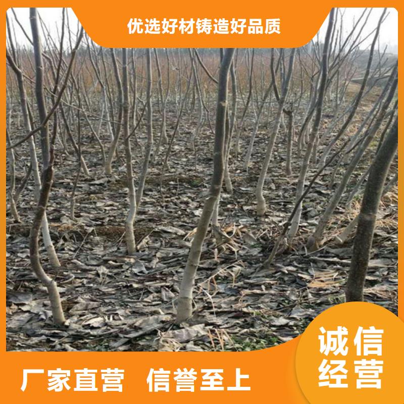 核桃苗_蓝宝石葡萄树苗好品质售后无忧