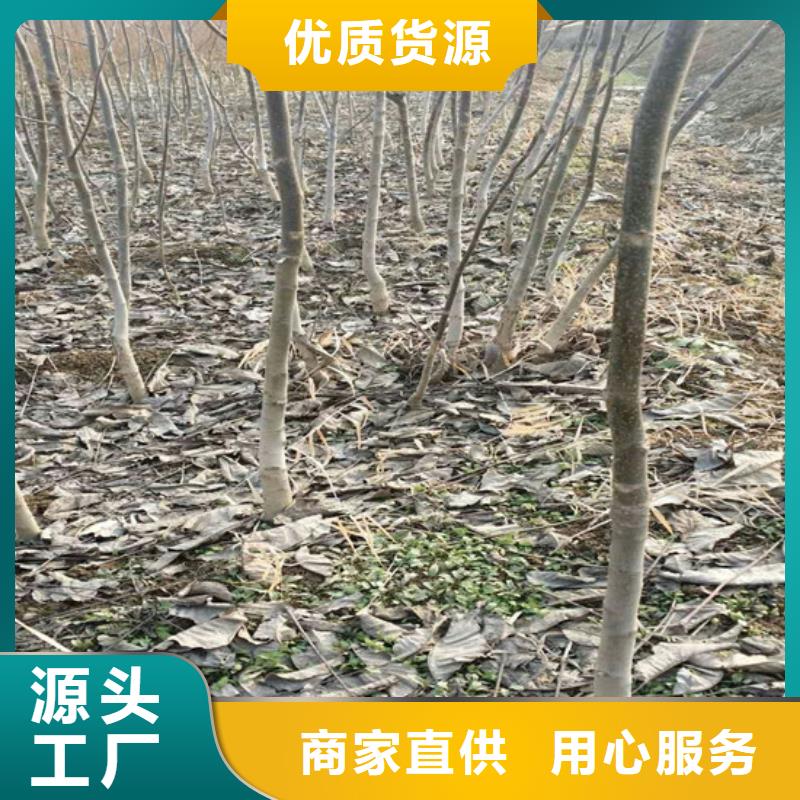 核桃苗冬桃树苗品质做服务