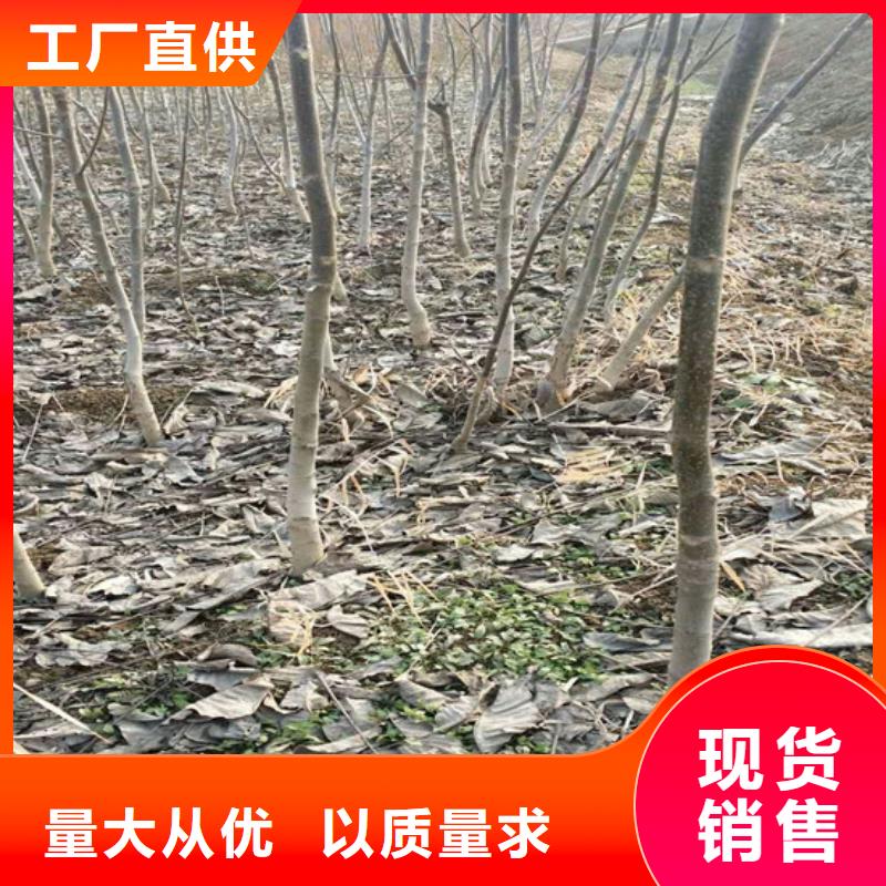 【核桃苗桃树苗基地市场行情】