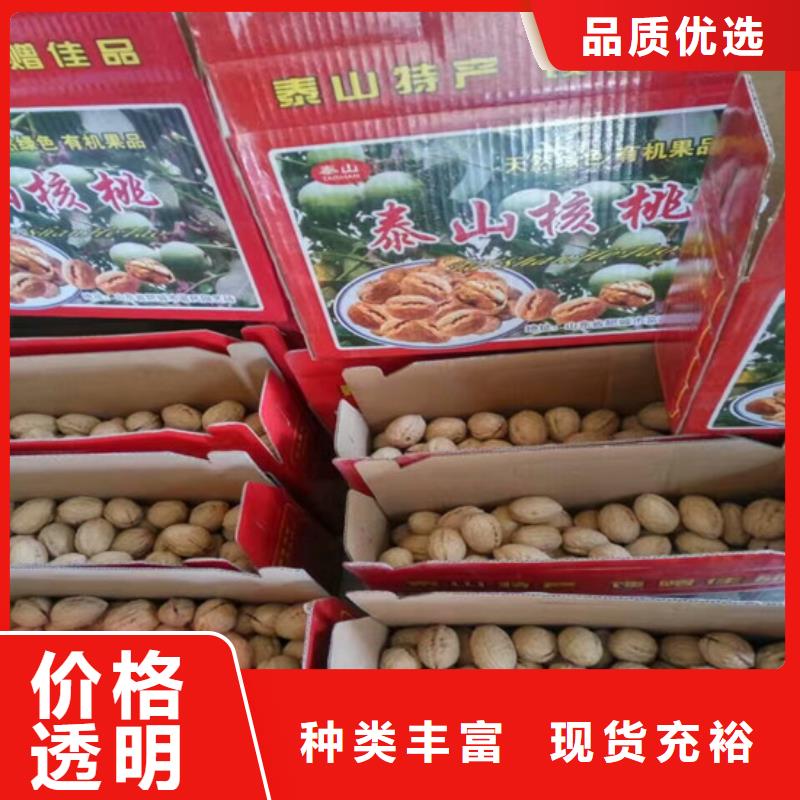 核桃苗大棚草莓苗真实拍摄品质可靠