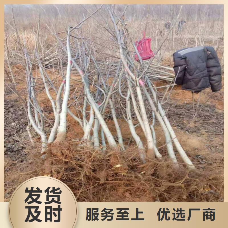 核桃苗阳光玫瑰葡萄树苗大量现货供应