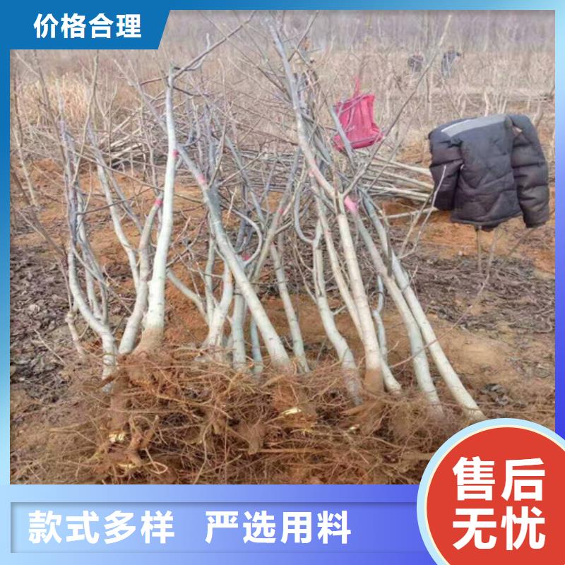 核桃苗草莓苗价格服务至上