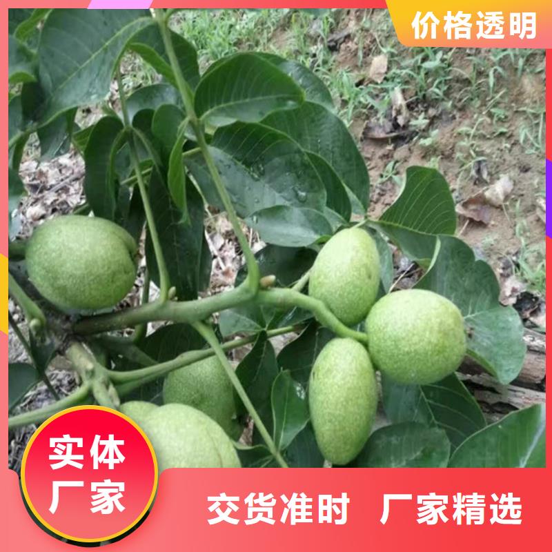 核桃苗【柱状梨树苗】现货供应