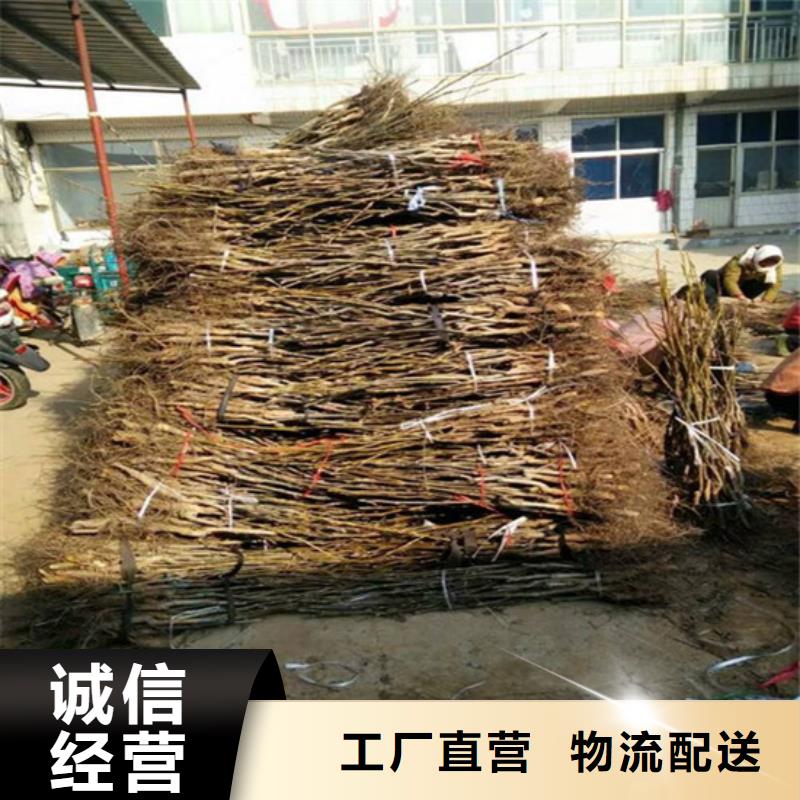 核桃苗草莓苗价格匠心打造