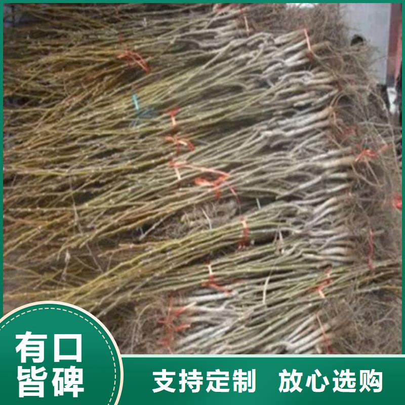 核桃苗_果树苗应用广泛