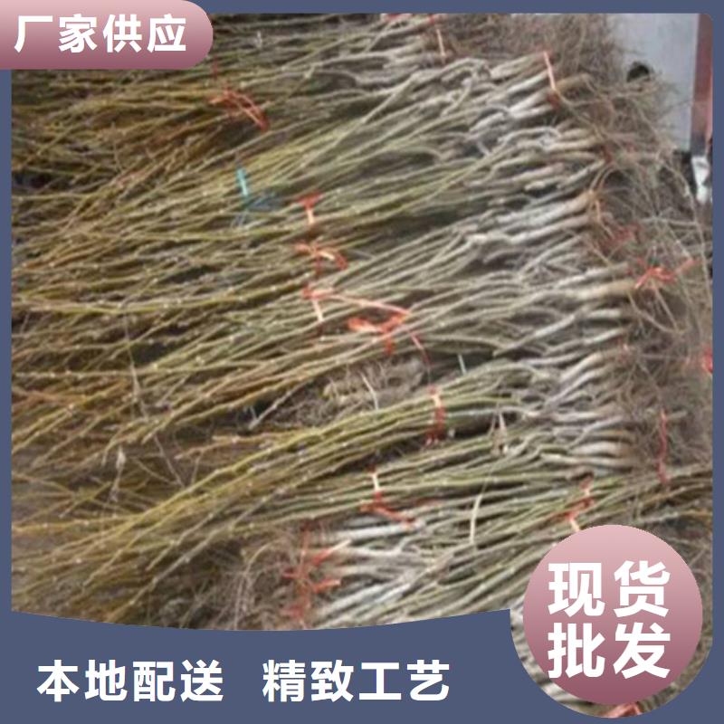 【 核桃苗,果树苗满足客户所需】-广祥农业科技(沧州市分公司)