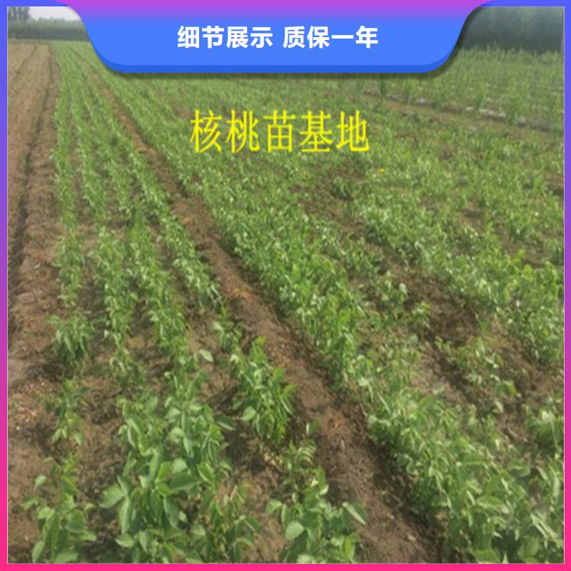 核桃苗樱桃苗基地规格型号全