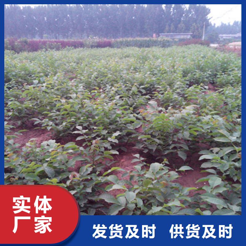 核桃苗阳光玫瑰葡萄树苗大量现货供应
