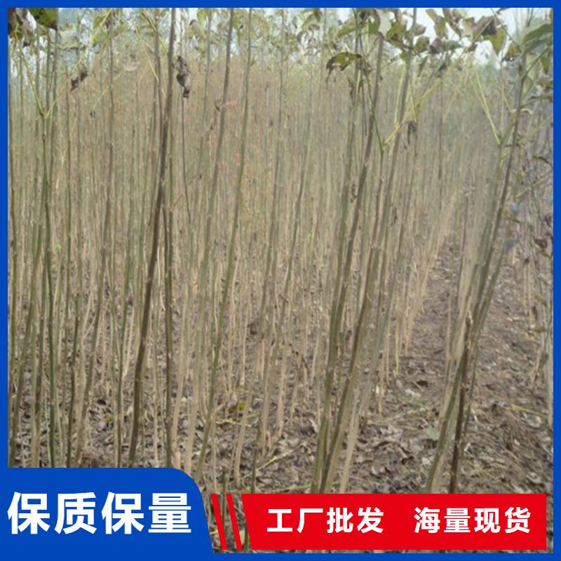 核桃苗-蜂糖李子树苗源厂直接供货