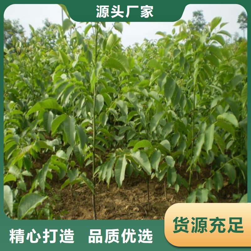 主推产品的【支持定制贴心售后 核桃苗毛蟠桃树苗出厂价】