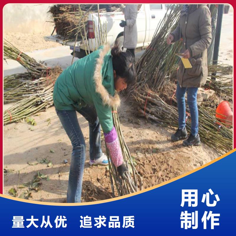 核桃苗【苹果苗】买的放心