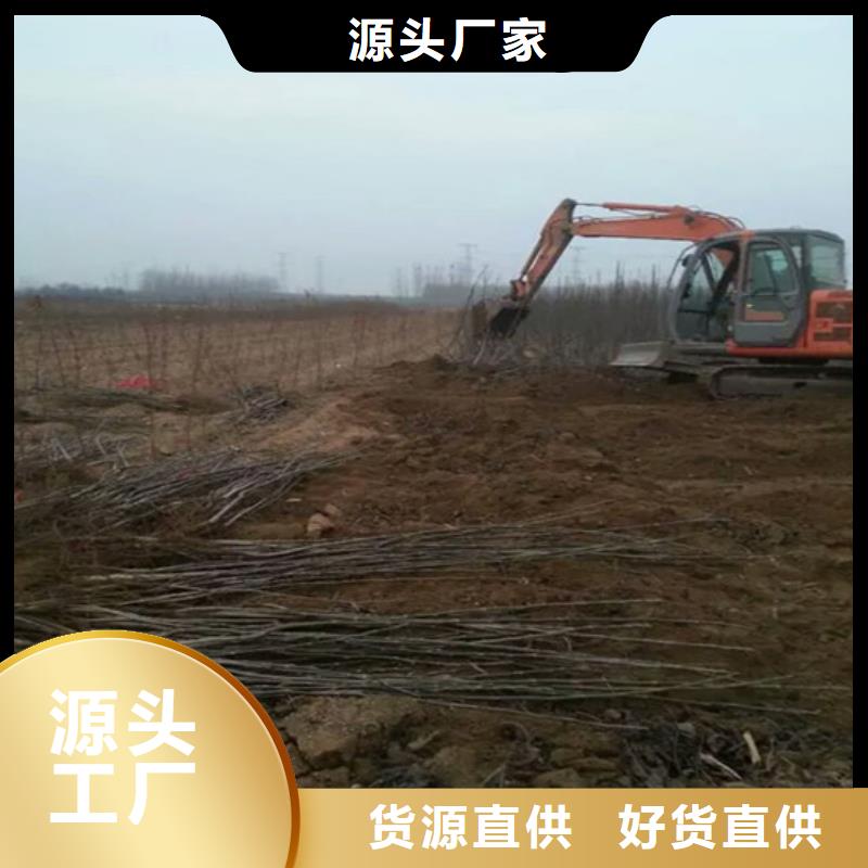 核桃苗,大棚草莓苗满足客户需求
