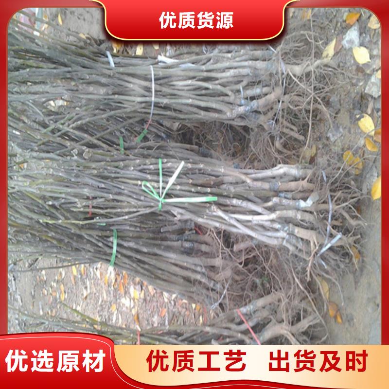 丰香核桃树苗种植条件