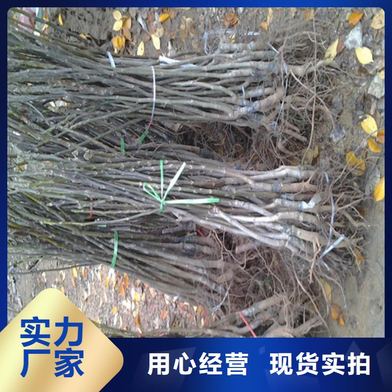 【核桃苗梨树苗质量优选】