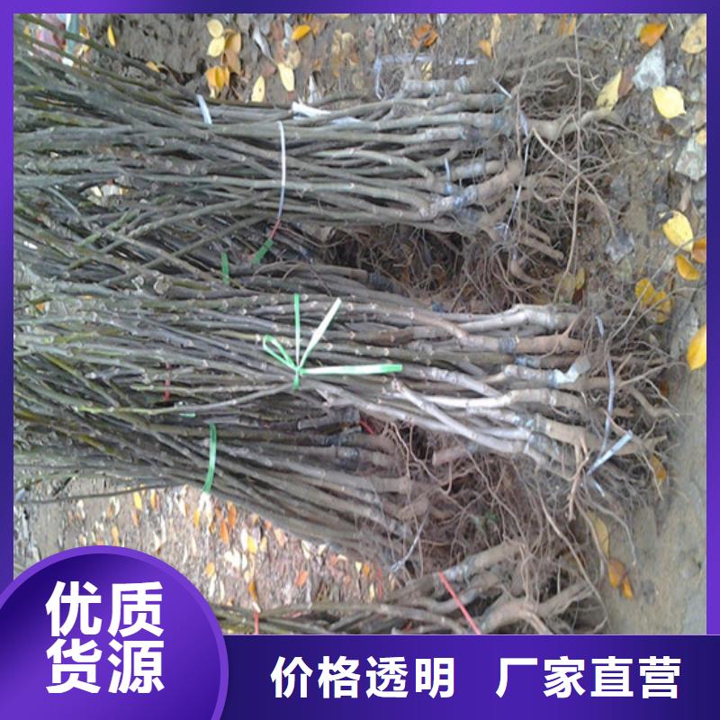 香玲核桃苗种植品种选择