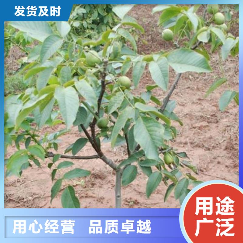 丰香核桃树苗种植条件