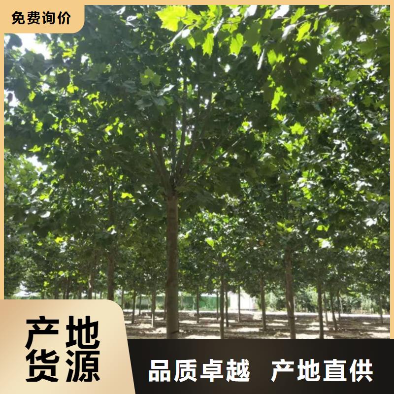 法桐树种植基地法桐