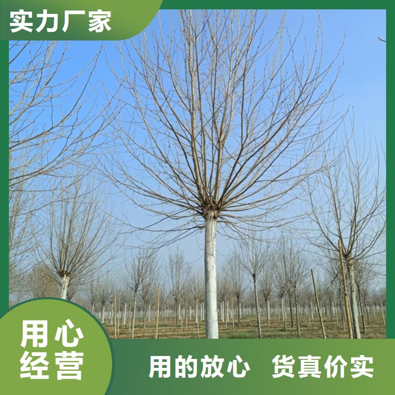 法桐价格种植基地法桐