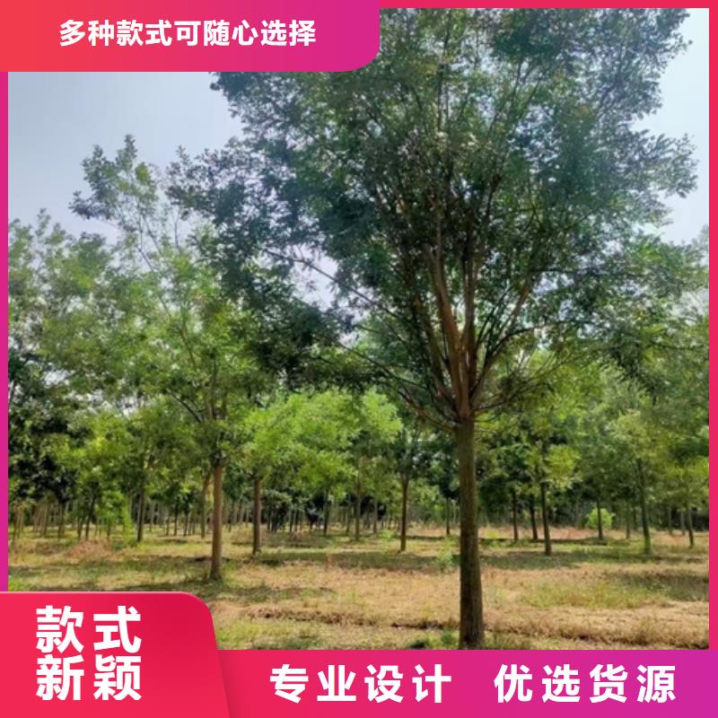 翌昊苗木种植基地速生法桐可按时交货