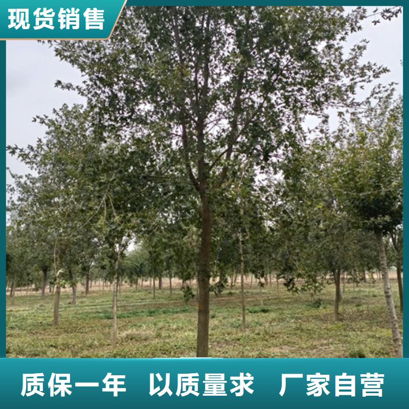 支持定制的速生法桐生产厂家