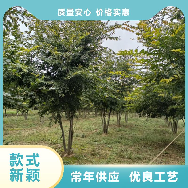 法桐种植基地绿化乔木