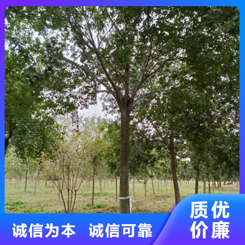 法桐五角枫严格把关质量放心