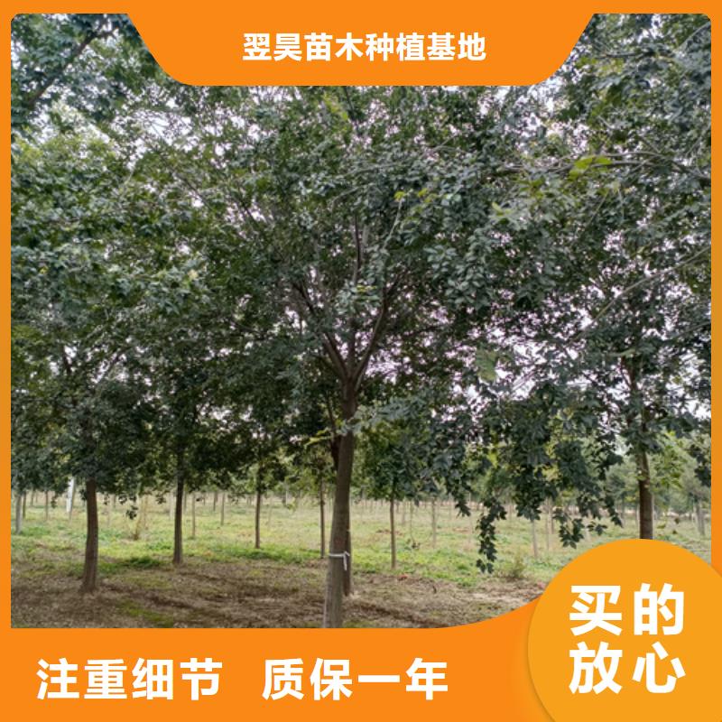 定制造型法桐_生产厂家