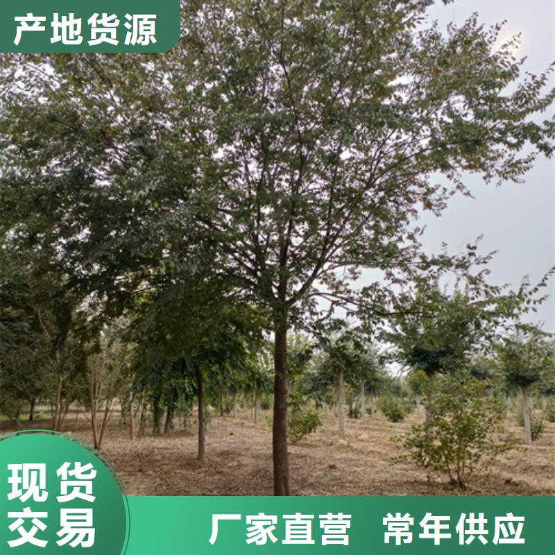 法桐小苗批发生产基地