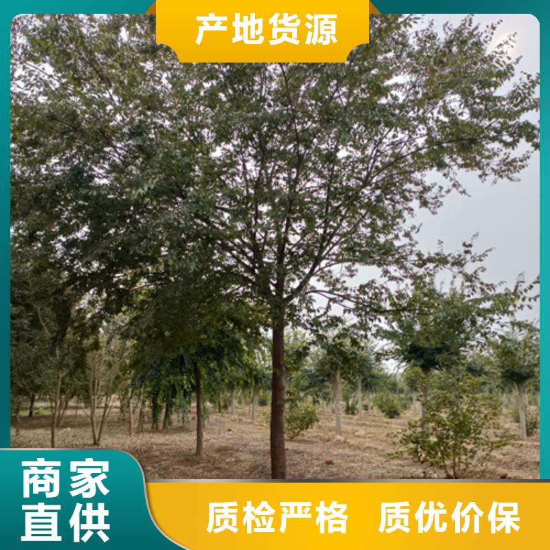 造型法桐批发_翌昊苗木种植基地