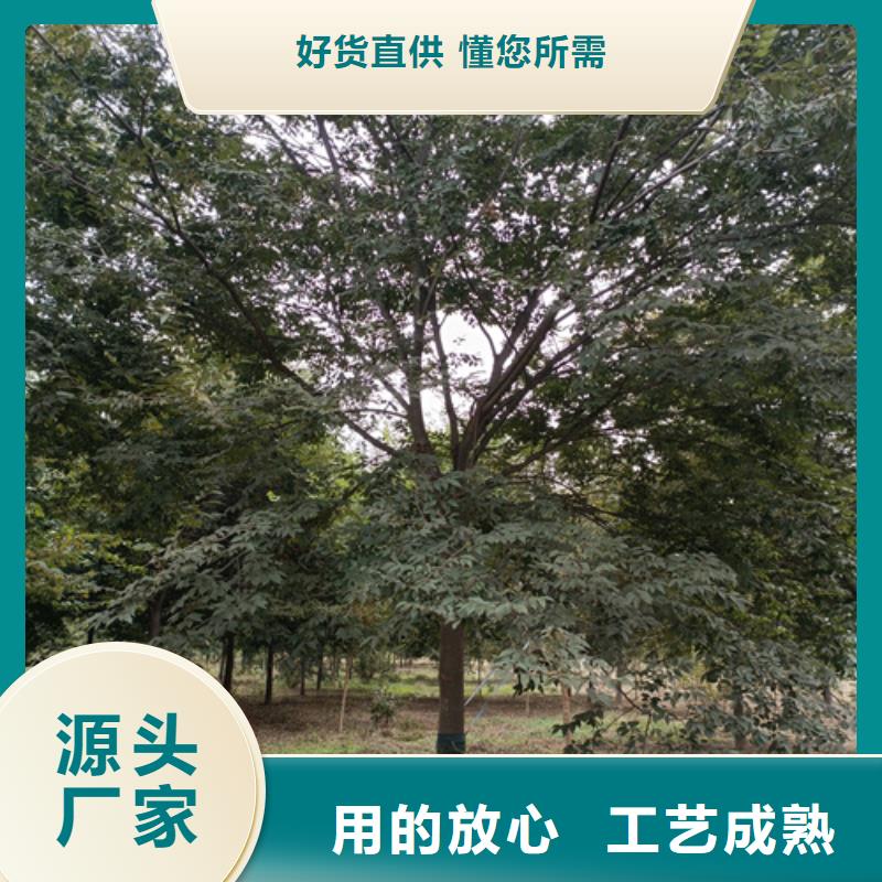 速生法桐厂家规格齐全