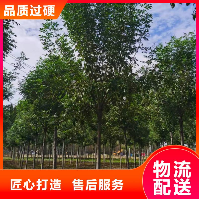 定做造型法桐的厂家
