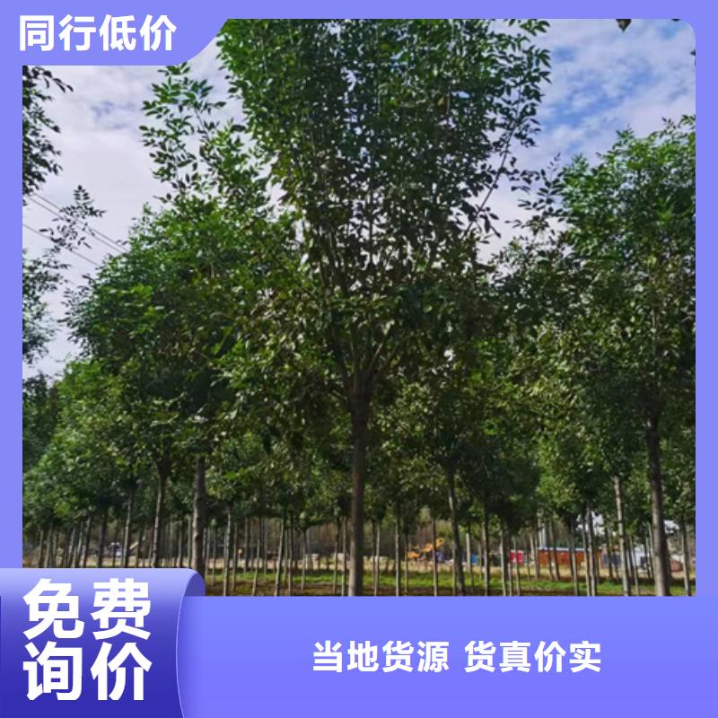 法桐小苗现货齐全苗木基地