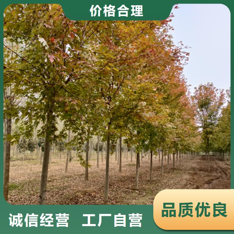 价格行情:速生法桐