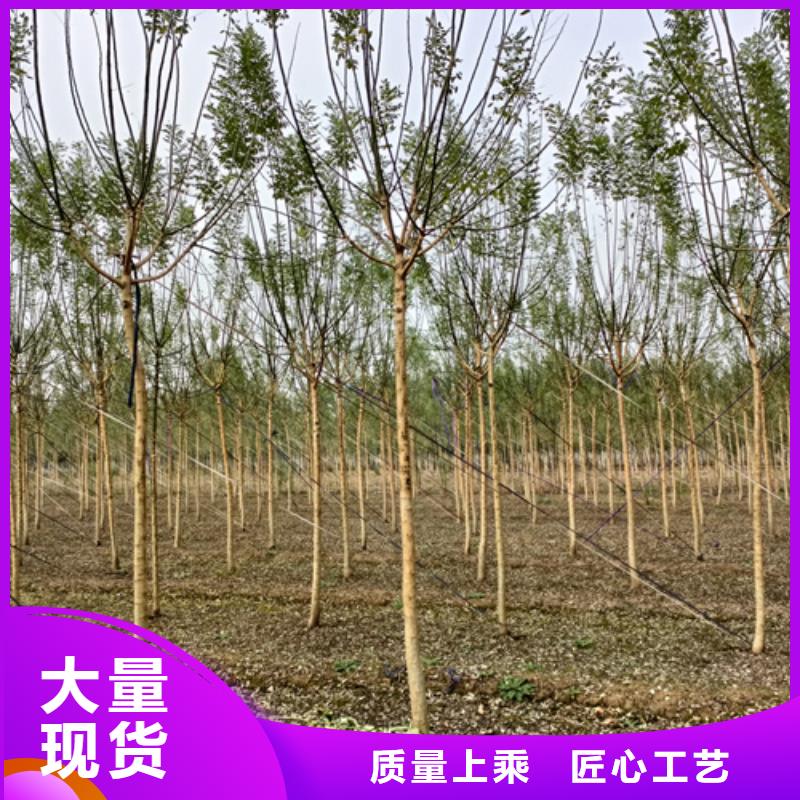 各种规格法桐种植基地绿化乔木