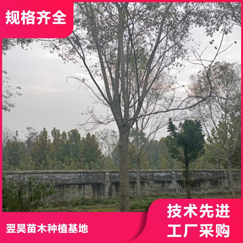 资讯：法桐厂家