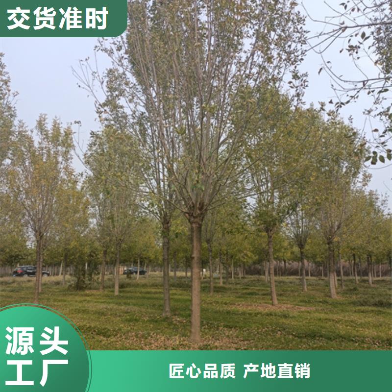 靠谱的法桐行情厂家