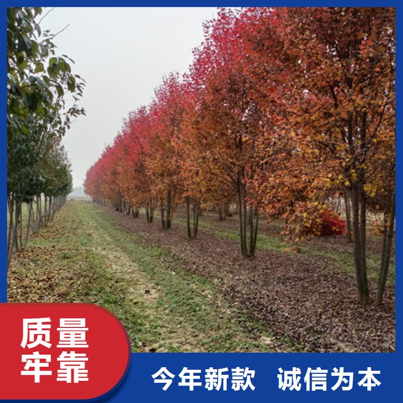 法桐小苗厂家_法桐小苗