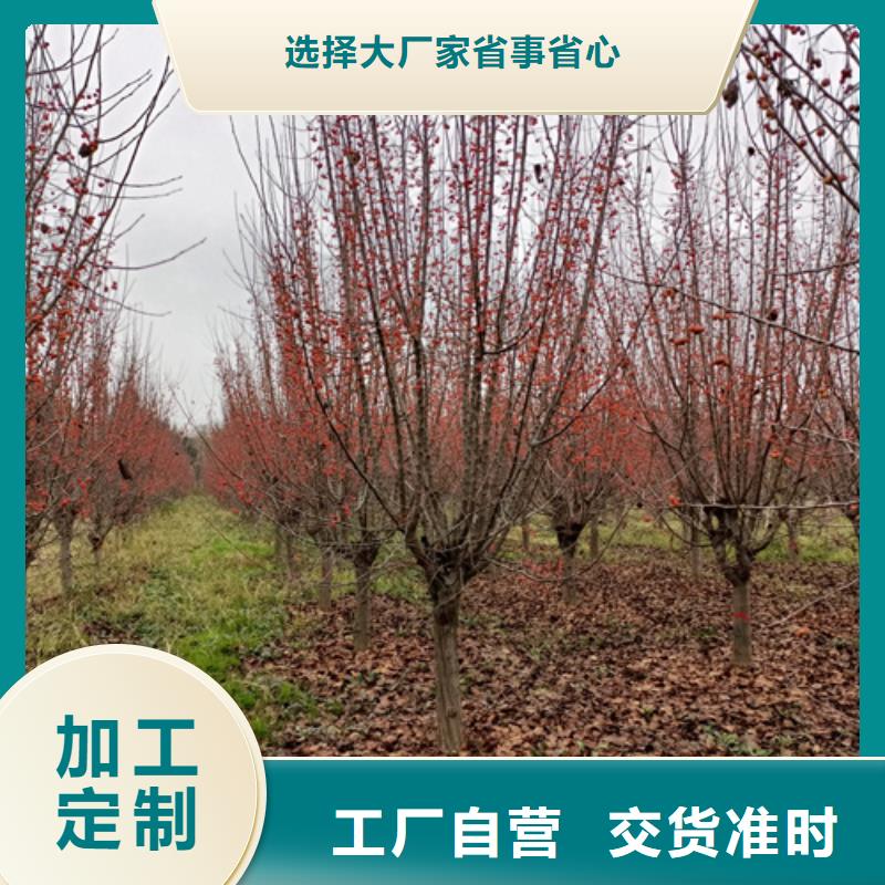 法桐价格现货供应苗木基地